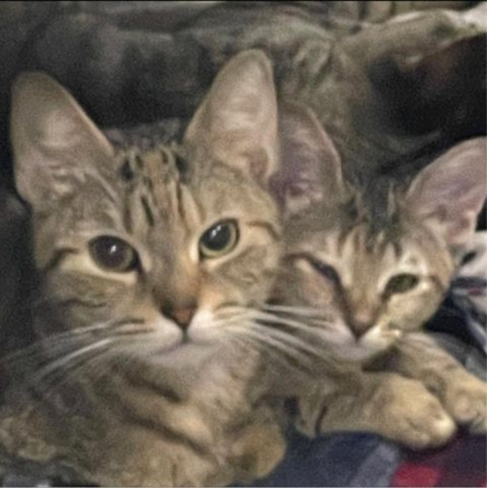 Meet your Posher, Bailey